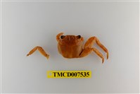 藏品(白紋方蟹)的圖片